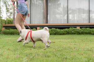 contento asiatico donna giocando con carino inteligente carlino cucciolo cane nel il Giardino dietro la casa foto