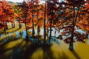 aereo Visualizza con tassodio alberi e donna su In piedi su pagaia tavola e mattina leggero foto