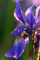 un' viola iris fiore con un' verde sfondo foto