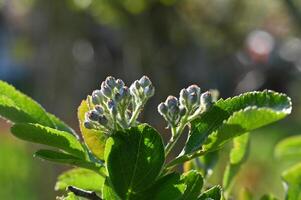 un' vicino su di un' piccolo pianta con verde le foglie foto