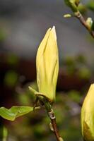 magnolie fiorito nel il parco con grande viola fiori foto