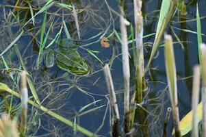 un' rana nel il acqua vicino alto erba foto