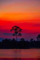 il sorprendente silhouette di alberi formato di il tramonto sole foto