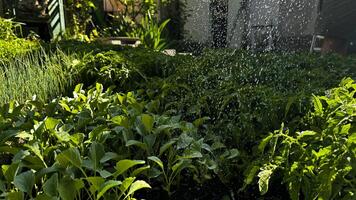 fiore piantina germogli nel nero plastica pentole. giardinaggio concetto. foto