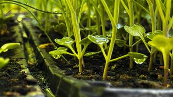 verde germogli nel un' nero pentola, semina, piccolo pianta, fiore in crescita a partire dal un' seme, casa giardinaggio foto