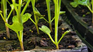 fiore piantina germogli nel nero plastica pentole. giardinaggio concetto. foto