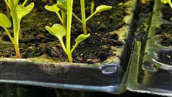 fiore piantina germogli nel nero plastica pentole. giardinaggio concetto. foto