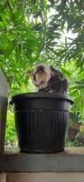 carino gatto nel nero in vaso pianta. adorabile gatto sfondo foto