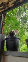 carino gatto nel nero in vaso pianta. adorabile gatto sfondo foto