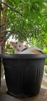 carino gatto nel nero in vaso pianta. adorabile gatto sfondo foto