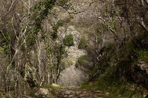 un' sentiero nel il montagna foresta, disseminato con primavera spoglio rami. denso foresta. orizzontale. montenegro. foto