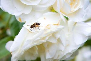 avvicinamento di un' ape riposo su un' delicato bianca rosa petalo nel un' giardino. mondo ape giorno. mondo natura giorno foto