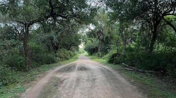 camino it EL bosque foto