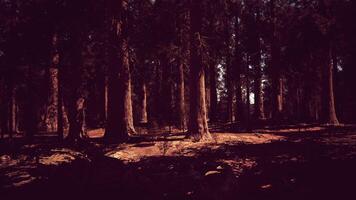 sequoia nazionale parco nel California foto