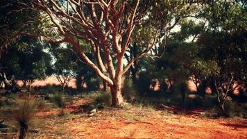 un' solitario albero in piedi nel un' vasto Aperto campo foto