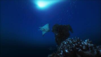 un' manta raggio nuotate attraverso il blu acqua foto