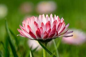 bianco-rosa magarita fiore è bellissimo e delicato su un' sfocato erba sfondo 3 foto