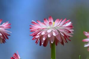 bianco-rosa magarita fiore è bellissimo e delicato su un' sfocato sfondo 1 foto