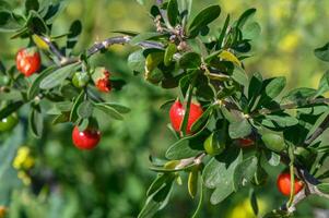 europeo bosso con rosso frutti di bosco nel Cipro nel inverno 2 foto