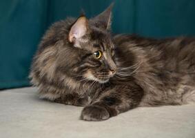 bellissimo giovane Maine coon con un' verde sfondo 3 foto