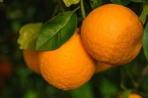 arance orso frutta e fioritura su alberi nel il giardino e nel il di sole raggi 4 foto