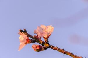 estremo avvicinamento di rosa mandorla fiori contro blu cielo - selettivo messa a fuoco 5 foto
