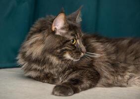 bellissimo giovane Maine coon con un' verde sfondo 1 foto