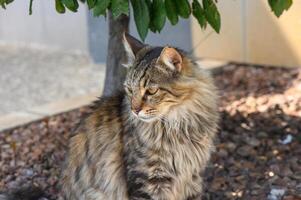 ritratto di un' gatto quello sembra piace un' Maine coon 1 foto