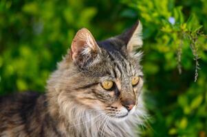 ritratto di un' Maine simile a un procione gatto contro un' sfondo di verde le foglie 1 foto