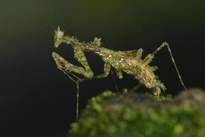 muschio mantide nel natura foto