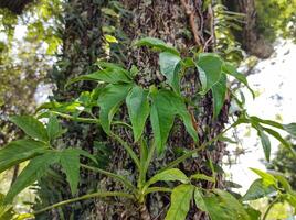 dettaglio di lussureggiante syngonium fogliame su un' albero tronco su un' soleggiato giorno. foto