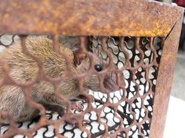 ratto marrone bloccato nella trappola per topi. foto