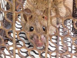 ratto marrone bloccato nella trappola per topi. foto