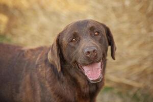 labrador cane ritratto foto