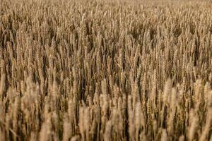 d'oro orzo campo pre raccogliere foto