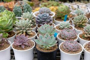 collezione di salutare decorativo succulento superiore Visualizza nel il serra giardino per limitato spazio urbano giardinaggio design giardino foto