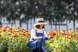 asiatico contadino e fioraio è Lavorando nel il azienda agricola mentre taglio zinnia fiori utilizzando cesoie per tagliare fiore attività commerciale nel sua azienda agricola per agricoltura industria foto