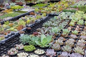 collezione di salutare decorativo succulento superiore Visualizza nel il serra giardino per limitato spazio urbano giardinaggio design giardino foto