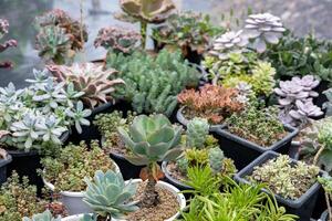 collezione di salutare decorativo succulento superiore Visualizza nel il serra giardino per limitato spazio urbano giardinaggio design giardino foto