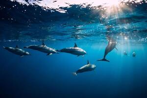 filatore delfini subacqueo nel blu oceano. delfino famiglia foto