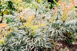 Mahonia narihira nel molla, vicino su Visualizza foto