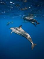 famiglia di filatore delfini nel tropicale oceano con luce del sole. delfini nel subacqueo foto