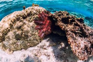 subacqueo scena con rosso stella marina e coralli nel tropicale mare foto