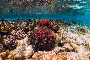 subacqueo scena con coralli e rosso stella marina nel tropicale mare foto