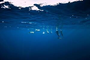 filatore delfini subacqueo nel blu oceano. delfino famiglia foto