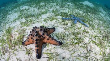 mare stella o stella marina oreaster reticolato su un' sabbioso fondale marino foto