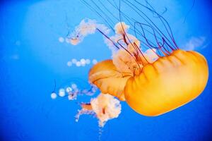 Medusa con tentacoli nuoto nel il acqua con un' buio blu sfondo, subacqueo creatura foto