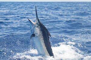 nero Marlin pesce vela, billfish o pesce spada xiphias gladio. oceano natura fotografia foto