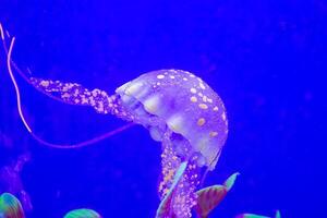 Medusa con tentacoli nuoto nel il acqua con un' buio blu sfondo, subacqueo creatura foto