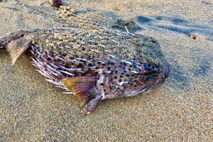 gonfiato puffer pesce, porcospino pesce piace un' Palloncino. impaurito Pesce palla avvicinamento. subacqueo fotografia foto